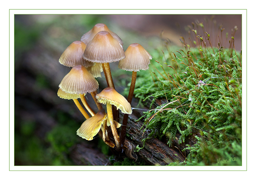 Pilzfamilie
an einem Baumstamm im Benrather Forst
Schlüsselwörter: Pilz; Pilze