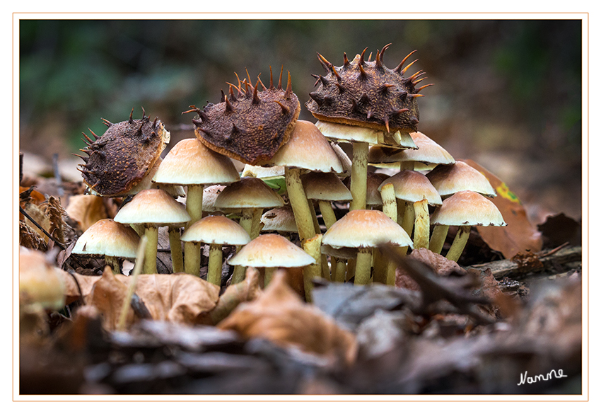 Behütet
Pilzfamilie mit Sonnenschutz :)
Schlüsselwörter: Pilze Pilz