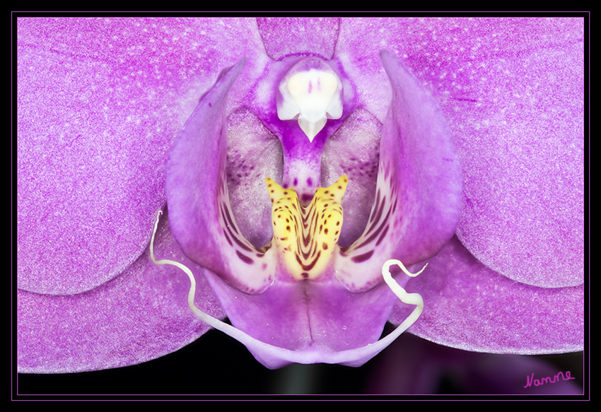 Nah heran
Detailaufnahme einer Orchidee
Schlüsselwörter: Orchidee, pink