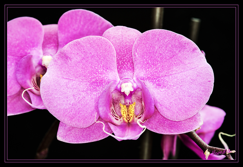 Pinke Schönheit
Schlüsselwörter: Orchidee, pink