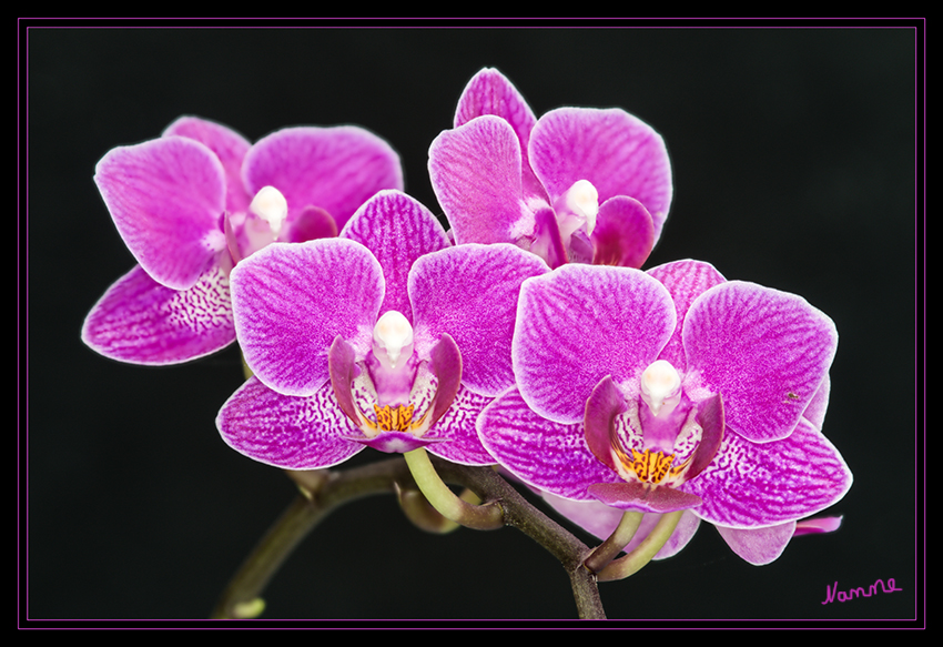 Pink
Schlüsselwörter: Orchidee, pink