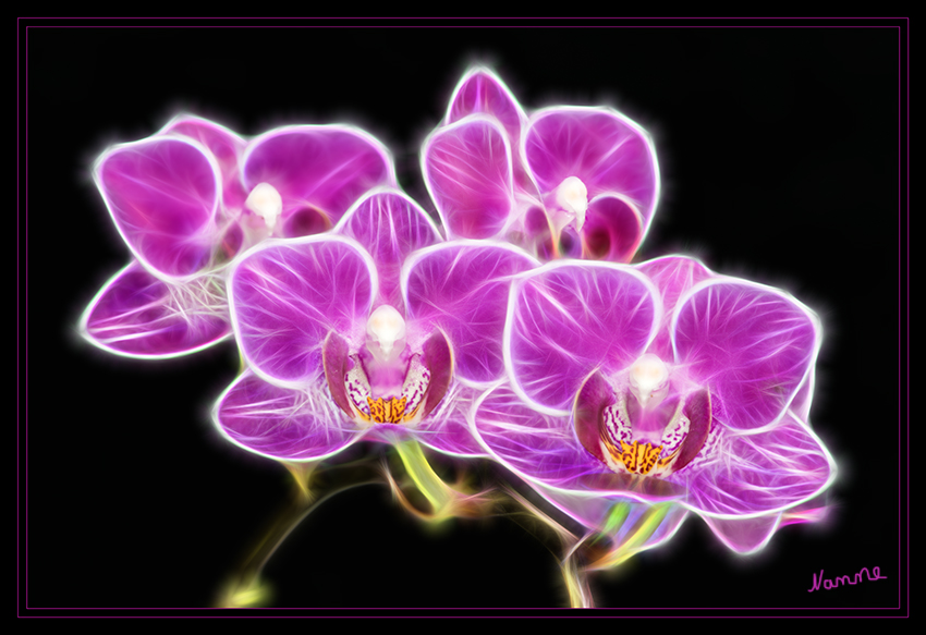 Pinke Orchidee
Schlüsselwörter: Pink, Orchidee