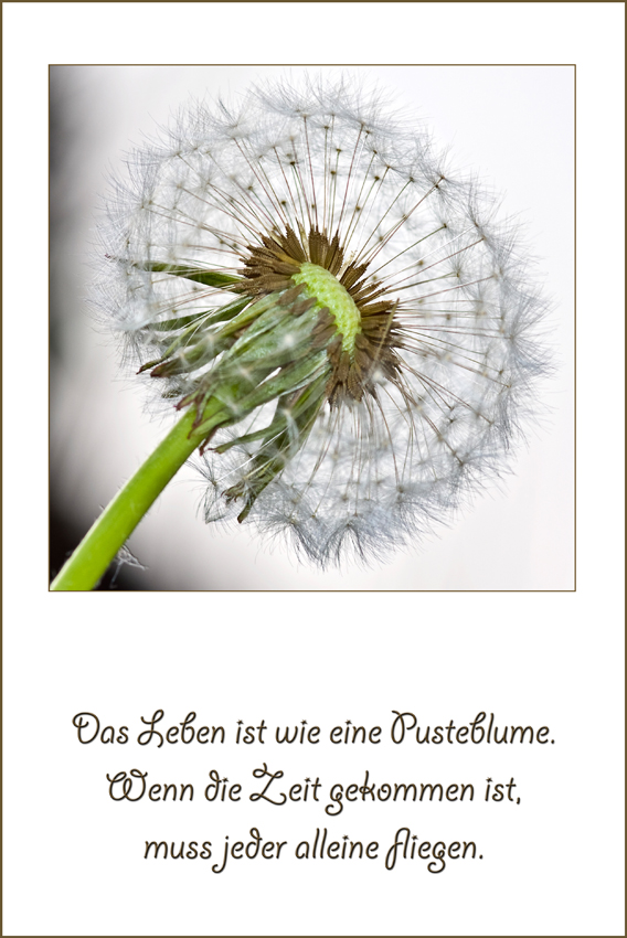 Pusteblume
Schlüsselwörter: Pusteblume