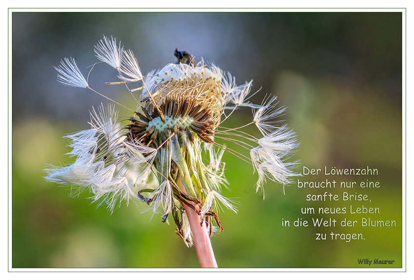 Pusteblume
Schlüsselwörter: Karte, Löwenzahn, Pusteblume