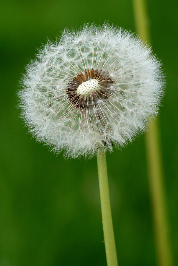 Pusteblume
Schlüsselwörter: Pusteblume