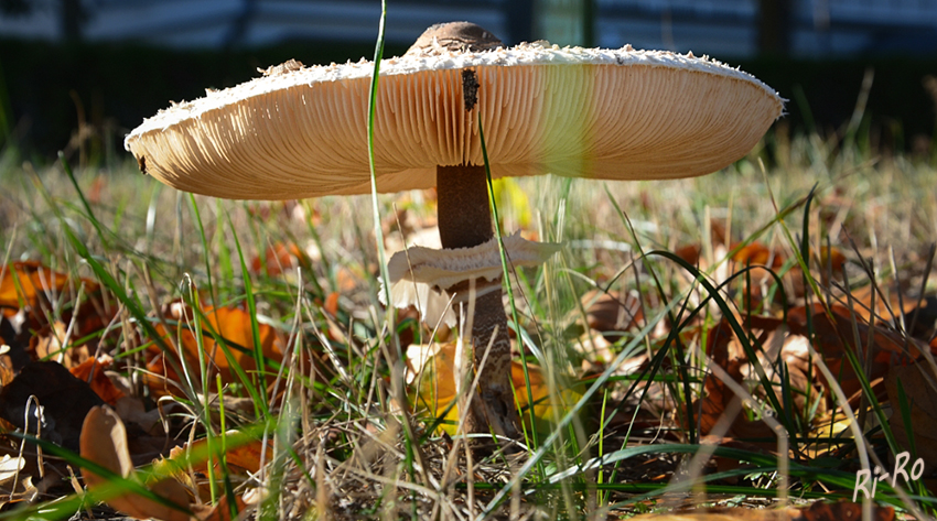 Gemeiner Riesenschirmling
unter dem Hut geschaut.
(Macrolepiota Procera oder Parasol) aus der Familie der Champignongverwandten. lt. Wikipedia
Schlüsselwörter: Pilz, Pilze