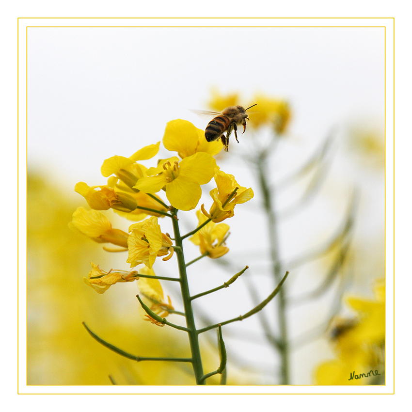 Biene im Rapsfeld
Die Westliche Honigbiene (Apis mellifera), auch Europäische Honigbiene, gehört zur Familie der Echten Bienen, innerhalb derer sie eine Vertreterin der Gattung der Honigbienen ist. Ihr ursprüngliches Verbreitungsgebiet war Europa, Afrika und Vorderasien.
laut Wikipedia
Schlüsselwörter: Biene Rapsfeld