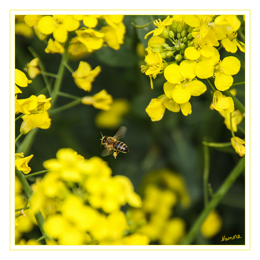 Biene im Rapsfeld
Die Bienen ernähren sich von Nektar und Blütenstaub. Die Arbeiterinnen tragen es in das Nest, wo der Pollen als Nahrung dient und der Nektar durch Einwirkung von Fermenten in Honig verwandelt wird. 
Schlüsselwörter: Biene Rapsfeld