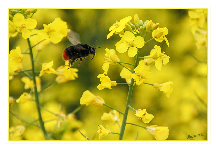 Hummel im Anflug
Steinhummeln erreichen eine Körperlänge von 12 bis 16 Millimetern (Arbeiterin), 14 bis 16 Millimetern (Drohn) bzw. 20 bis 22 Millimetern (Königin). Sie sind größtenteils schwarz, das Ende des Hinterleibs ist braunrot.
laut Wikipedia
Schlüsselwörter: Hummel Steinhummel