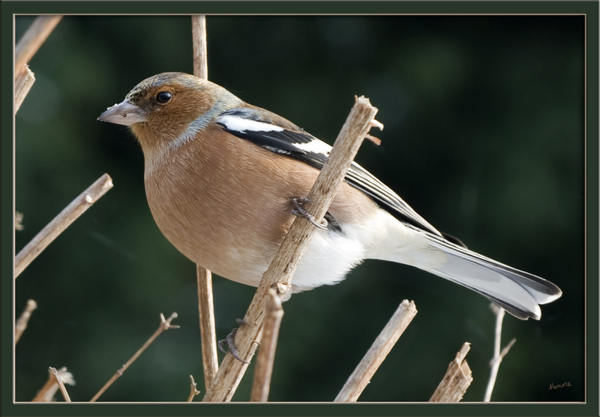 Wer bin ich?
Buchfinkmännchen
Das Männchen hat einen blaugrauen Oberkopf und Nacken, seine Unterseite ist braunrot, der Schnabel stahlblau. Das Weibchen ist auf der Oberseite grünlich-braun, auf der Unterseite heller grau-braun, der Schnabel des Weibchens ist hellbraun. Beide Geschlechter haben zwei auffällige weiße Flügelbinden und einen grünlichen Bürzel. Die Körperlänge beträgt 14 bis 18 Zentimeter und das Gewicht rund 20 Gramm. Buchfinken laufen auf dem Boden unter rhythmischem Kopfnicken. Der Flug ist wellenartig.
