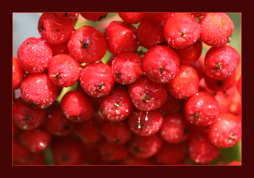 Herbstliches Rot
