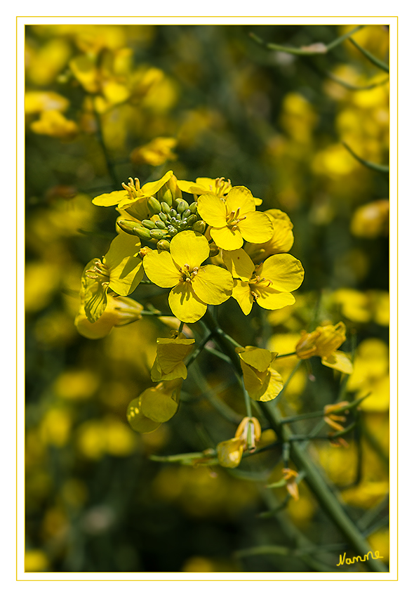 Rapsblüte
Witterungsabhängig beträgt die Blühdauer eines Exemplares etwa drei bis fünf Wochen, eine einzelne Blüte ist aber bereits nach ein bis zwei Tagen verblüht. 20 bis 60 Blüten stehen in einem endständigen, traubigen Blütenstand zusammen.
laut Wikipedia
Schlüsselwörter: Raps Rapsblüte