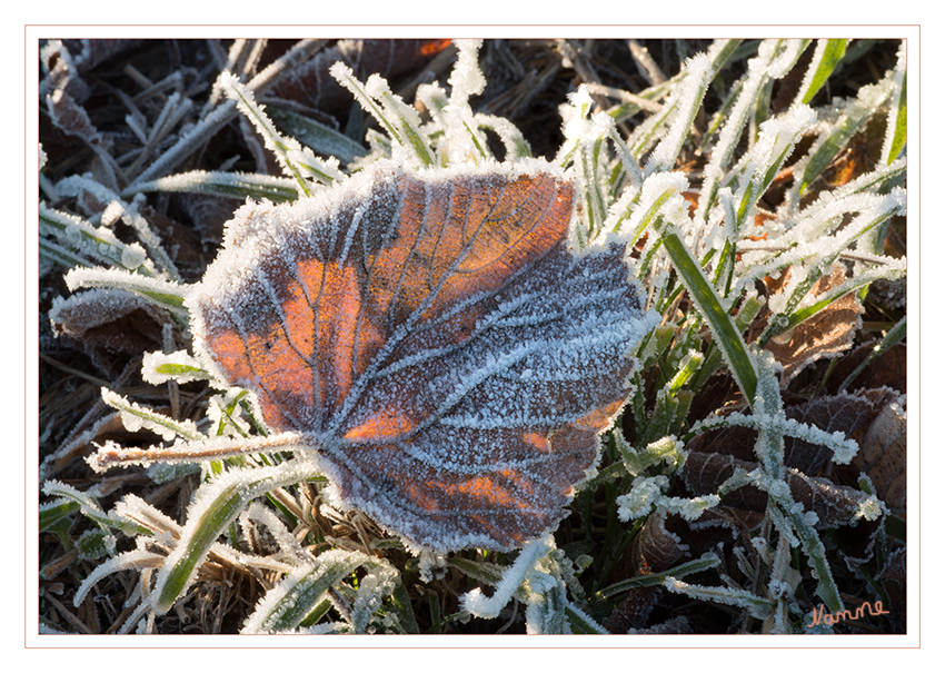 It`s cool.......
Schlüsselwörter: Raureif, Blatt