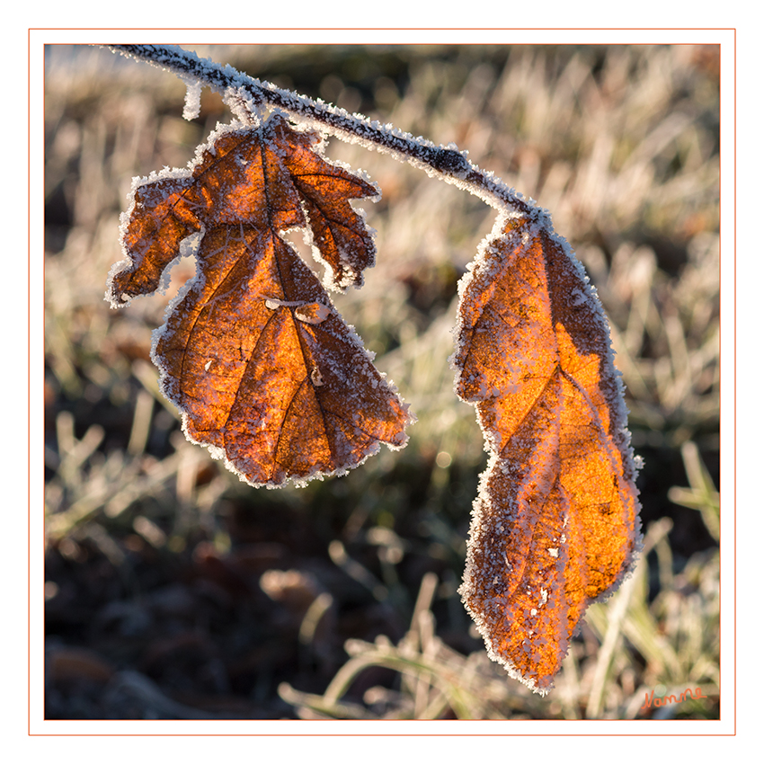 Winterzauber
Schlüsselwörter: Winter, Raureif