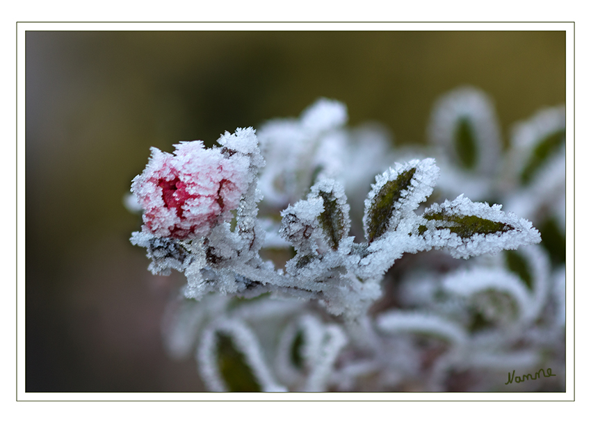 It`s cool.......
Schlüsselwörter: Raureif, Blume