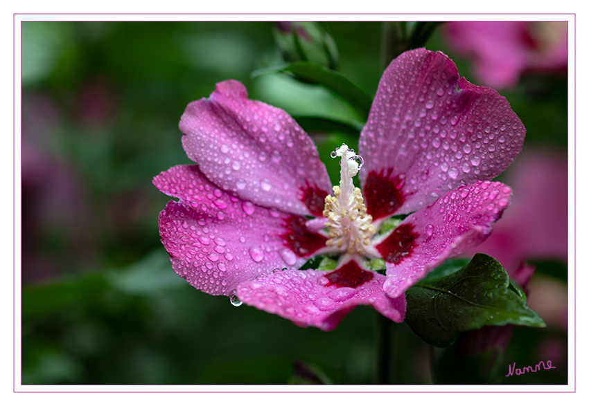 28 - Ein kleiner Schauer
Schlüsselwörter: Hibiskusblüte