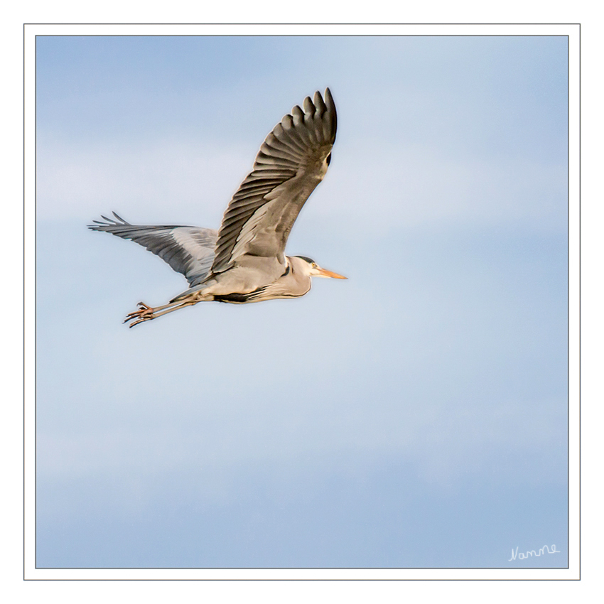 Reiher im Flug
Die Reiher (Ardeidae) sind eine Familie der Schreitvögel (Ciconiiformes).  Reiher sind fast ausschließlich an Süßwasserhabitate gebunden, die Nahrung besteht vor allem aus Fischen und anderen wasserbewohnenden Tieren und wird dort im ufernahen Flachwasser gesucht. Sie sind weltweit verbreitet.
laut Wikipedia
Schlüsselwörter: Reiher Graureiher