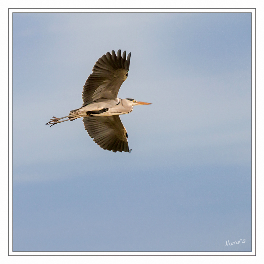 Reiher im Flug
Reiher sind vor allem Vögel des Flachlands und im Gebirge selten anzutreffen. Auch hier gibt es allerdings Ausnahmen. Den Höhenrekord hält ein Nachtreiher, der in den chilenischen Anden in 4816 m Höhe angetroffen wurde.
laut Wikipedia
Schlüsselwörter: Reiher Graureiher