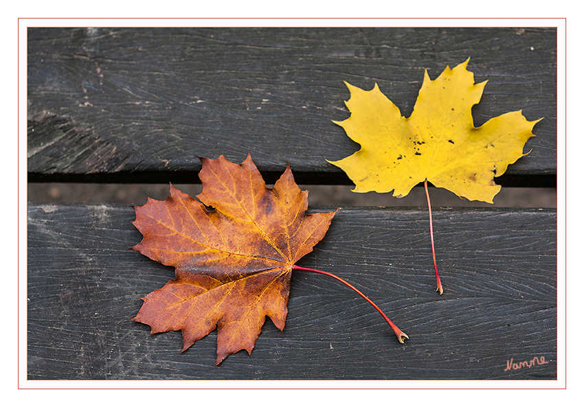 Herbstcoloration
Die sommergrünen Laubgehölze in unseren Breiten werfen im Herbst die Blätter ab, um sich auf den winterlichen Wassermangel einzurichten. Über ihre Blätter verdunsten sie nämlich ständig einen großen Teil des durch die Wurzeln aufgesogenen Wassers.
Schlüsselwörter: Herbst Blätter