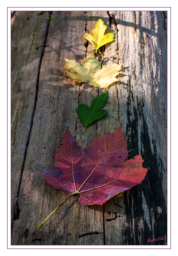 Herbstcoloration
Jedes Jahr im Herbst, wenn die Tage kühler werden, verlieren die Laubbäume ihre Blätter. Und zwar nicht, weil diese Blätter alt geworden wären, sondern weil der Baum sich dadurch schützt.
Schlüsselwörter: Herbst Blätter