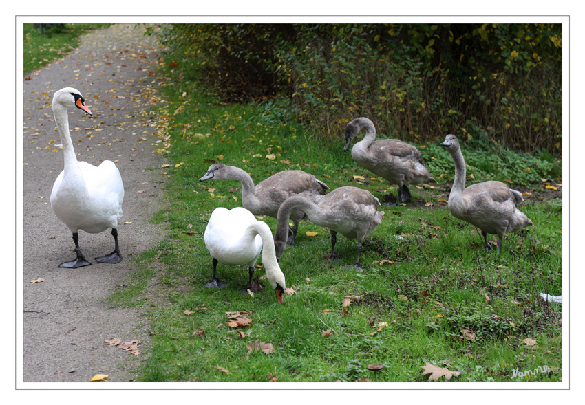 Papa Schwan ....
und seine Familie
Schlüsselwörter: Schwan