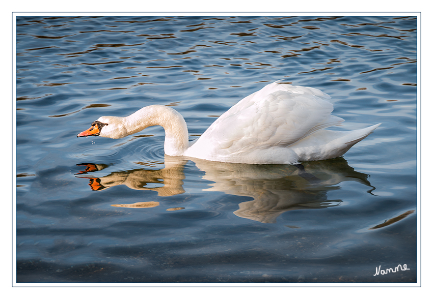 Lang gemacht
Schlüsselwörter: Schwan Reuschenberger See