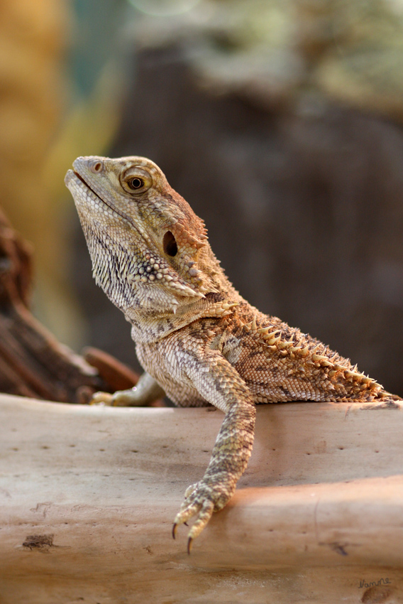 Bartagame
kommen in den Wüstenregionen Australiens vor. In freier Wildbahn sind sie Ansitzjäger
 Terra Zoo Rheinberg
Schlüsselwörter: Bartagame Terra Zoo Rheinberg