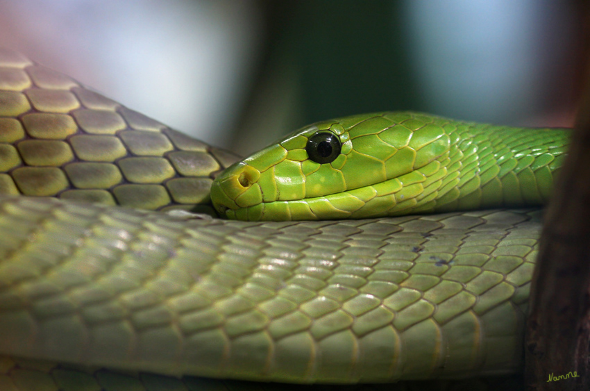 Ich habe dich im Blick
Die "Gewöhnliche Mamba"ist tagaktiv und daher aufmerksam und beobachtend. Sie reagiert auf Bewegung im Umfeld auch vorm Terrarium
Terra Zoo Rheinberg
Schlüsselwörter: Gewöhnliche Mamba Terra Zoo Rheinberg