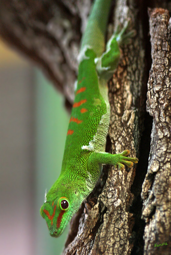 Madagaskar Taggecko
Diese Geckos können bei Gefahr den Schwanz abwerfen.
Er gilt als Kulturbegleiter und lebt gerne an Hüttenwänden, auf Dächer und Bananenplantagen

Terra Zoo Rheinberg
Schlüsselwörter: Madagaskar Taggecko Gecko Terra Zoo Rheinberg