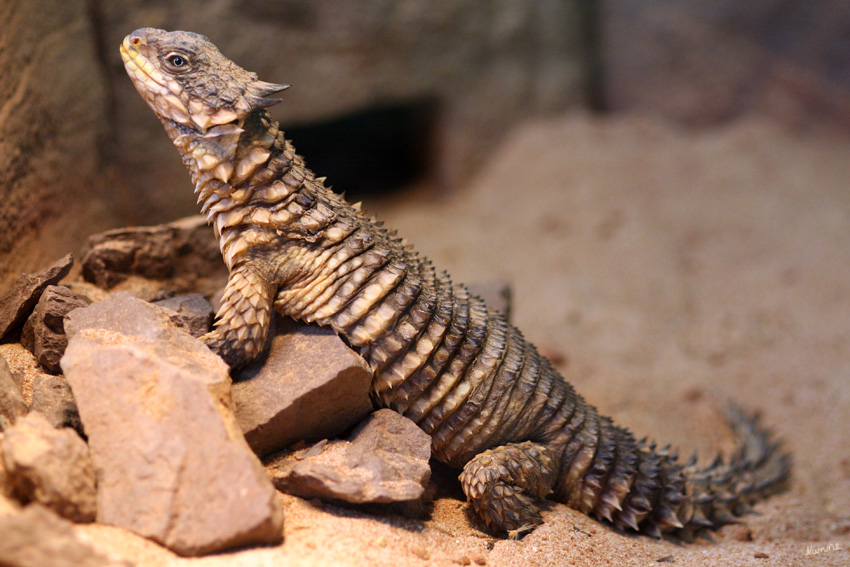 Riesengürtelschweif
Terra Zoo Rheinberg
Die Schuppen am Hals, auf dem Rücken sowie den Flanken sind stark gekielt und geben ihm ein stacheliges Aussehen. Die einzelnen gekielten Schuppen wirken wie eine Panzerung.
Schlüsselwörter: Riesengürtelschweif Terra Zoo Rheinberg