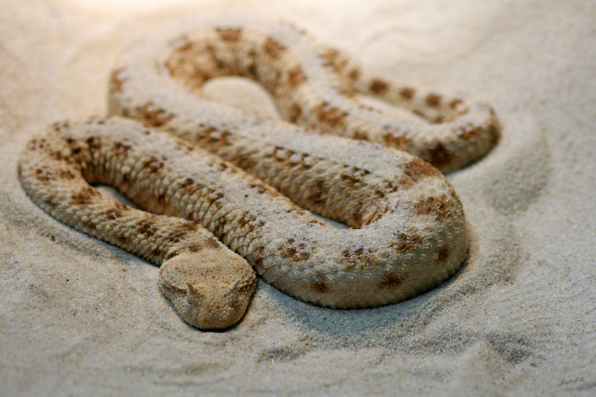 Wüstenhornviper
im Terra Zoo Rheinberg
sie erreicht eine Länge von 60-80 cm. Oberhalb der Augen hat sie kleine Hörnchen, die aus einer einteiligen Schuppe besteht und dem Schutz vorm Sand dient.
Schlüsselwörter: Hornviper Viper Terra Zoo Rheinberg