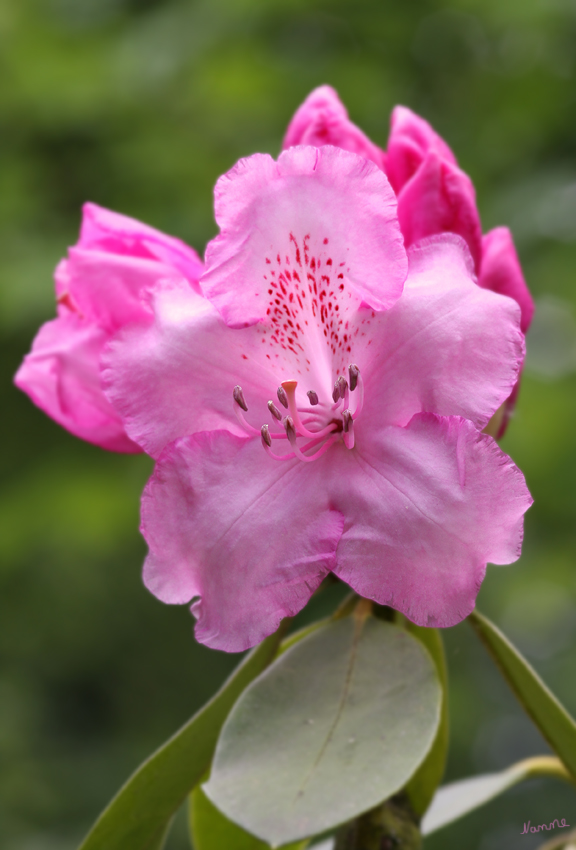Rhododendronblüte
= Rosenbaum
sind überwiegend immergrüne Sträucher
Schlüsselwörter: Rhododendron    pink