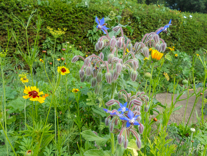 Blütenmix
Insektenfreundlich
Schlüsselwörter: Blumenwiese
