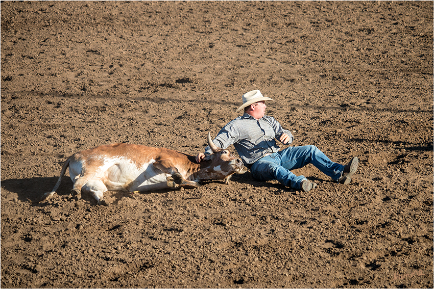 Rodeo - Stier einfangen
Steer Wrestling - ist eine Wettkampfsdisziplin beim Rodeo. Hierbei jagt der Cowboy mit dem Pferd einem Stier nach, lässt sich sobald er sich in einer günstigen Position befindet vom Pferd fallen und versucht den Stier niederzuringen. 
Schlüsselwörter: Rodeo  Steer Wrestling   Stier einfangen