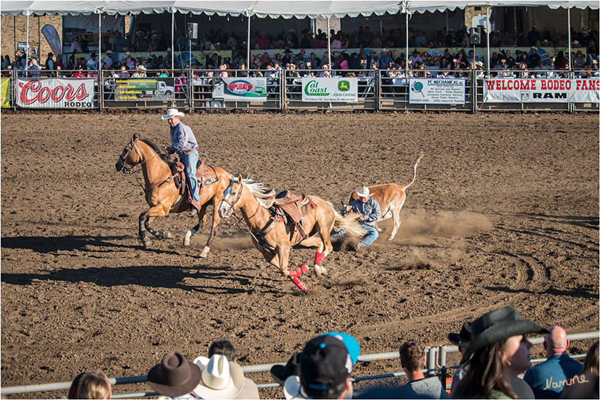 Rodeo - Stier einfangen
Steer Wrestling - ist auch eine Wettkampfsdisziplin beim Rodeo. Hierbei jagt der Cowboy mit dem Pferd einem Stier nach, lässt sich sobald er sich in einer günstigen Position befindet vom Pferd fallen und versucht den Stier niederzuringen. 
Schlüsselwörter: Rodeo  Steer Wrestling   Stier einfangen