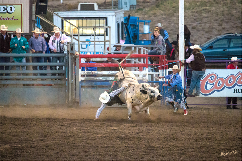 Bullen reiten
Bull Riding -  hier muss sich der Reiter möglichst lange auf dem Tier halten, ohne abgeworfen zu werden. Gefährlich wird es bei dieser Disziplin, wenn der Reiter abgeworfen wird, denn der Bulle kann den am Boden Liegenden sofort angreifen. Dann schreiten bereitstehende Rodeoclowns ein, die das Tier von seinem Opfer ablenken sollen.
laut travelworldonline.de 
Schlüsselwörter: Rodeo Bullen reiten Bull riding