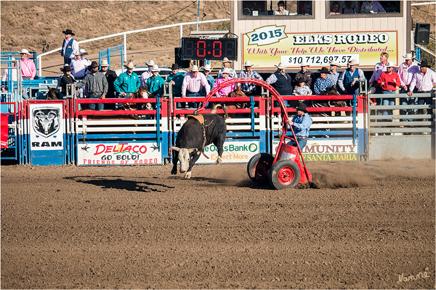 Rodeo - Bullen reiten
Das etwas andere Bullen reiten
Schlüsselwörter: Rodeo Bullen reiten Bull riding