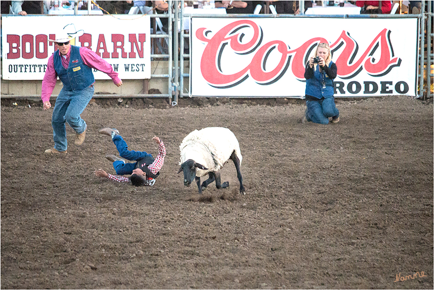 Kinderrodeo
Mutton Busting - ist das Rodeo für Kinder wo sie sich auf Schafen so lang wie möglich halten sollen
Schlüsselwörter: Rodeo Mutton Busting Schafe reiten