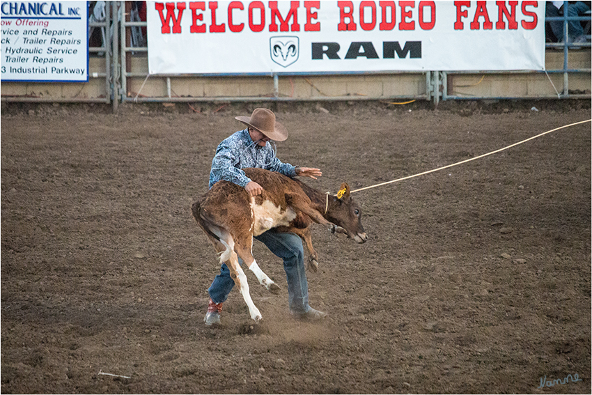 Kalb mit Lasso einfangen
Calf Roping - Dies ist ein Geschicklichkeitswettbewerb von Pferd und Reiter. Der Teilnehmer versucht in Rekordzeit, ein fliehendes Kalb mit dem Lasso einzufangen, es niederzuwerfen und an drei Beinen zu fesseln.
Hier muss das beteiligte Pferd in dem Augenblick regungslos stehenbleiben, in dem der Reiter von ihm abspringt, um das Kalb zu binden. Zeiten unter acht Sekunden sind Weltbestleistungen. 
laut travelworldonline.de
Schlüsselwörter: Rodeo Kälber einfangen Calf Roping