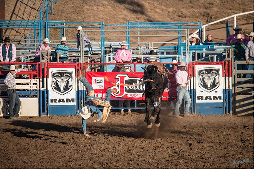 Wildpferdreiten mit Sattel
Saddle Bronc Riding - unterscheidet sich vom Bareback Riding dadurch, dass sich der Reiter so lange wie möglich auf einem gesattelten Pferd halten muss. Er hält sich an einem Halfterstrick fest, Kandare und Trense werden nicht verwendet.
laut gowest-reisen.de
Schlüsselwörter: Rodeo Wildpferdreiten Saddle Bronc Riding