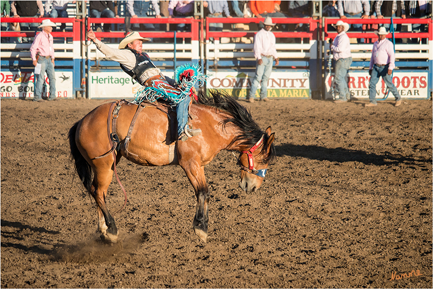 Wildpferdreiten mit Sattel
Saddle Bronc Riding - unterscheidet sich vom Bareback Riding dadurch, dass sich der Reiter so lange wie möglich auf einem gesattelten Pferd halten muss. Er hält sich an einem Halfterstrick fest, Kandare und Trense werden nicht verwendet.
laut gowest-reisen.de
Schlüsselwörter: Rodeo Wildpferdreiten Saddle Bronc Riding