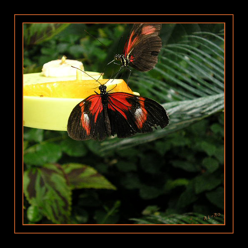 Besuch im Schmetterlingshaus
Foto von einem guten Freund
