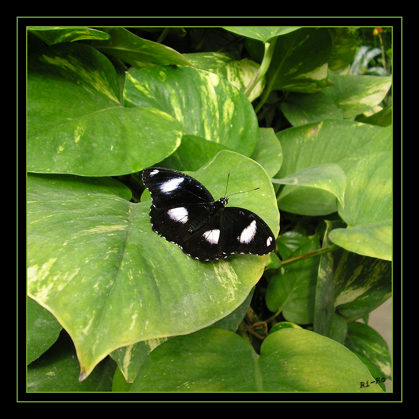 Besuch im Schmetterlingshaus
Foto von einem guten Freund
Die beiden Geschlechter sind sehr unterschiedlich gefärbt (Sexualdichroismus)
Die Hypolimnas bolina, gelegentlich analog zur englischen Bezeichnung Common Eggfly als Große oder Gewöhnliche Eierfliege bezeichnet, ist ein tropischer Schmetterling (Tagfalter) aus der Familie der Edelfalter (Nymphalidae).
