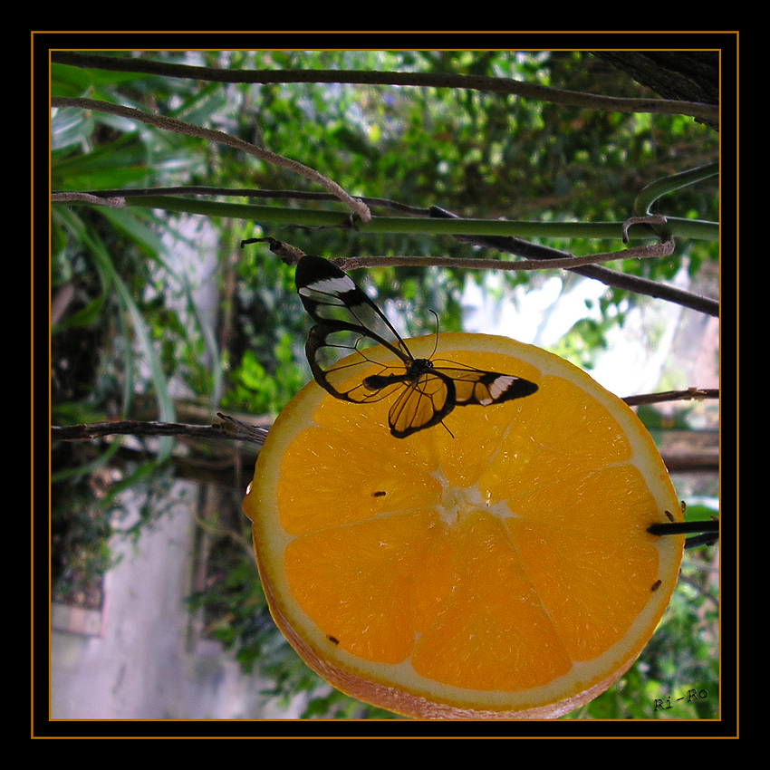 Besuch im Schmetterlingshaus
Foto von einem guten Freund
Der Glasflügelfalter (Greta oto) zählt innerhalb der Familie der Edelfalter (Nymphalidae) zur Gattung Greta.
