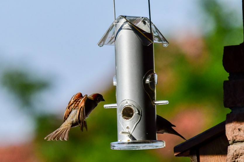 Tiere  „Spatz“
Roland
Schlüsselwörter: 2026