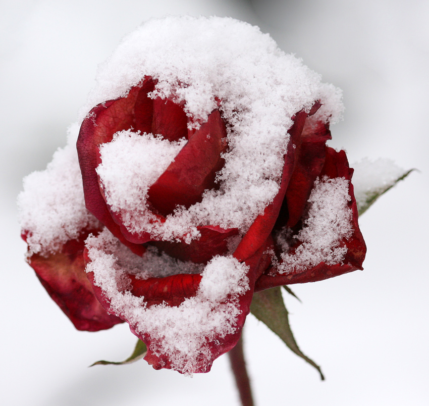 Einsame Rose
Januar 2009
Schlüsselwörter: Rose     Schnee