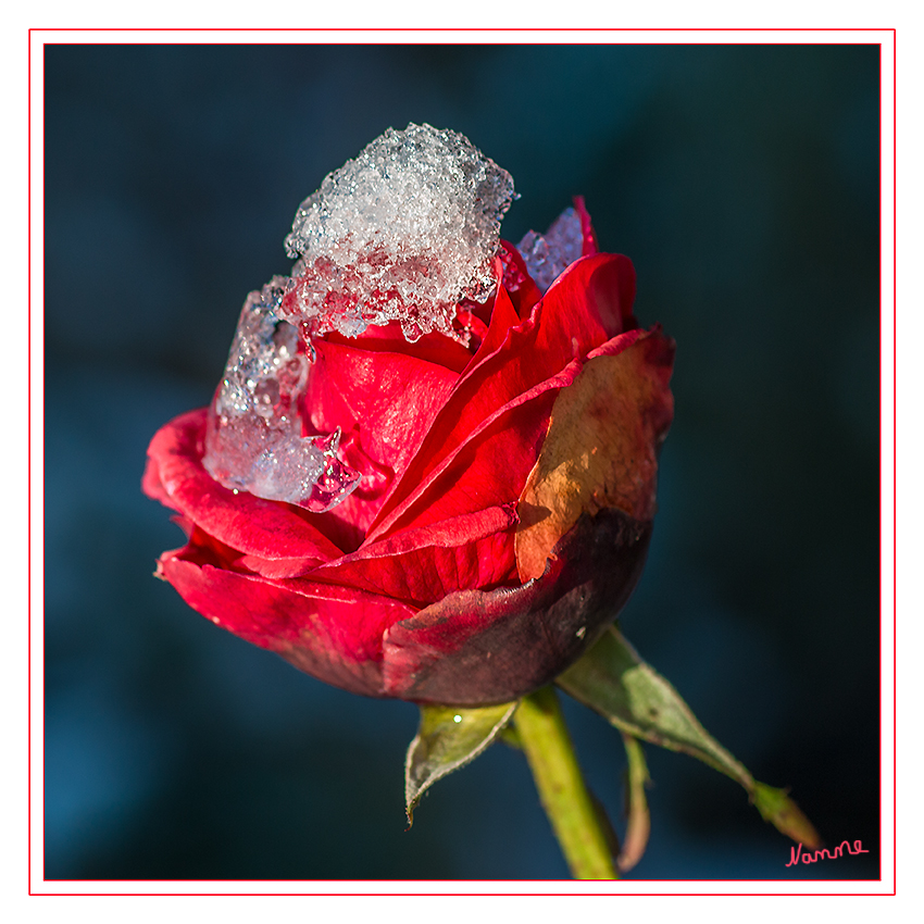 Dezemberblume
Eine Rose im Vorgarten.
Dieser Winter ist so anders.
Schlüsselwörter: Rose Schnee Eis rot