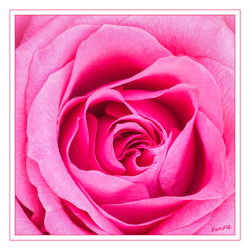 Pink
Schlüsselwörter: Rose, rosa