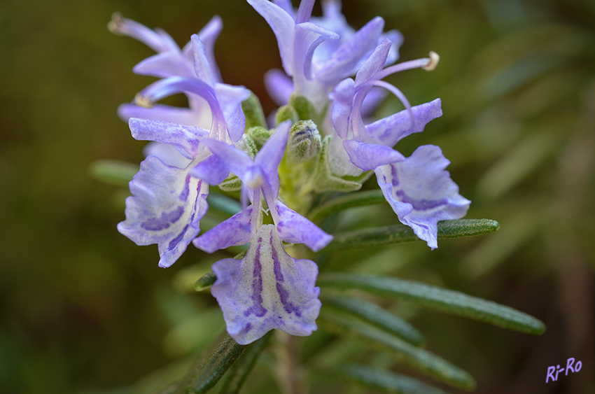 Schön und lecker
Sowohl die jungen Triebspitzen als auch Blätter und Blüten von Rosmarin sind essbar.  lt.gartenjournal.net

Der Rosmarin (Rosmarinus officinalis) ist eine von zwei Arten der Gattung Rosmarinus und ein immergrüner Halbstrauch aus der Familie der Lippenblütler . lt. .wikipedia.
Schlüsselwörter: Rosmarin