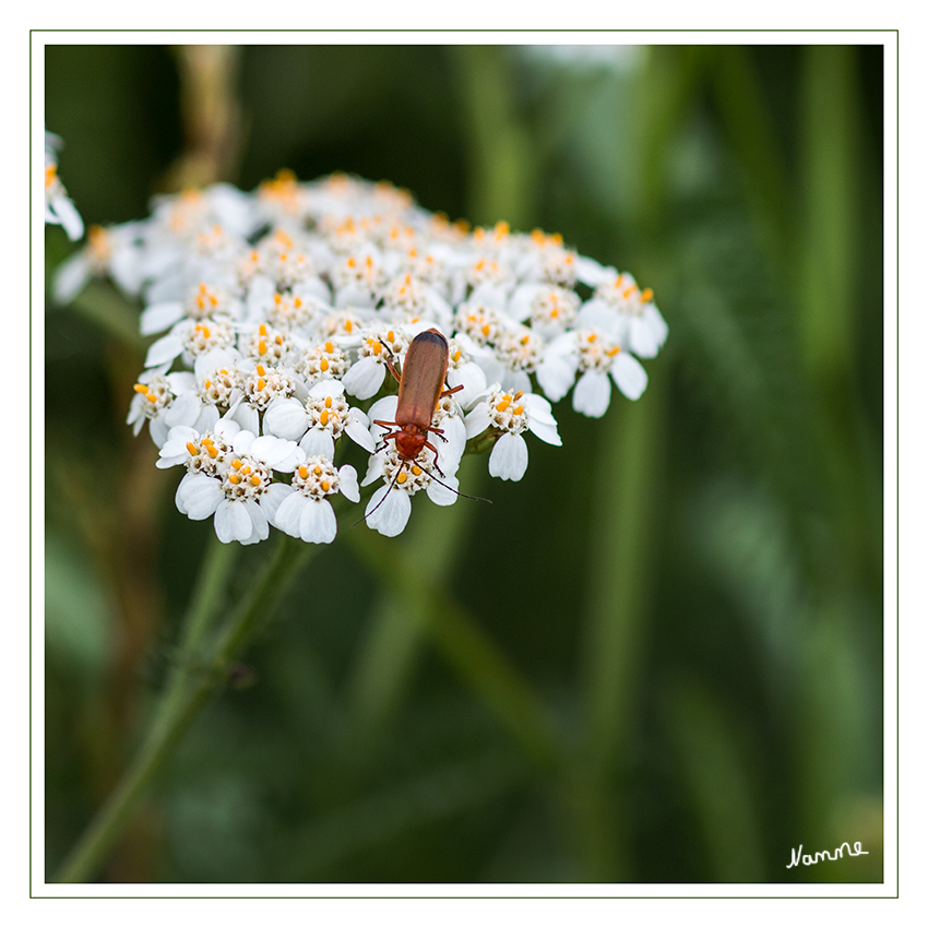 Rotdeckenkäfer
 Unsere Arten finden sich auf Blüten oder nassem Holz, in dem die Larven ihre Entwicklung durchmachen. Deren Nahrung ist nicht sicher bekannt; sie besitzen Saugmandibeln; daraus wird meist der Schluß auf eine räuberische Lebensweise gezogen; möglicherweise sind sie jedoch auch Pilzhyphensauger. laut spektrum.de
Schlüsselwörter: Käfer; rot; weiß;